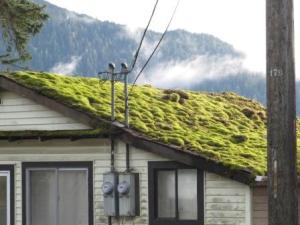 Ketchikan Real Estate damage due to moss
