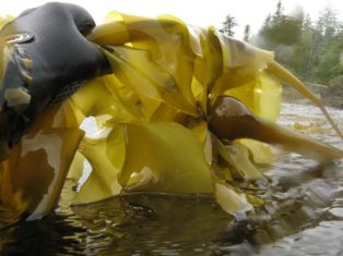 Getting into the water at Snorkel Alaska Cruise Excursions in Ketchikan Alaska