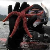 Getting into the water at Snorkel Alaska Cruise Excursions in Ketchikan Alaska