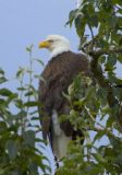 An eagle spotted during our Adventure Kart tour one of our Alaska Cruise excursions
