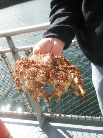 A box crab caught during the Ketchikan excursions