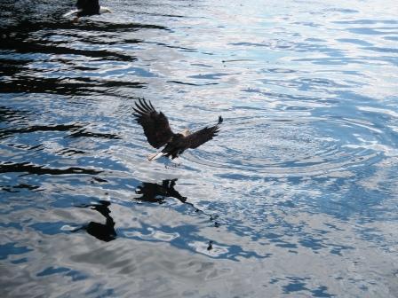 Eagles swooping all around the Aleutian Ballad Ketchikan Alaska cruise excursions