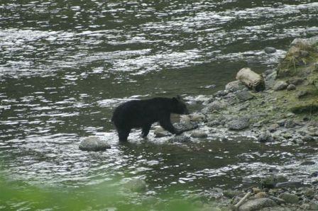 Photo of a black bear while on the Alaska Hummer Adventures tour