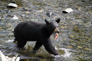 Black Bear Pictures at Traitors Cove in Ketchikan