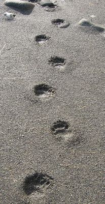 Bears at Herring Cove in Ketchikan