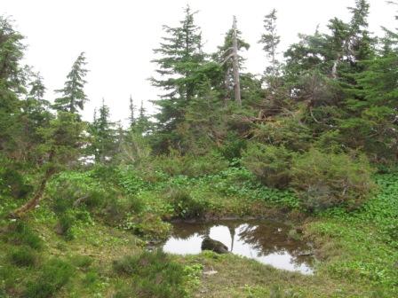 Another gorgeous view from the Deer Mountain Trail in Ketchikan