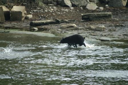 Black Bears at Herring Cove in Ketchikan