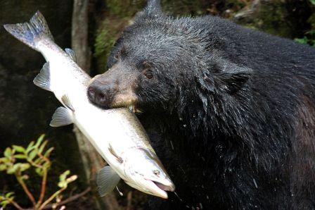 Bear Pictures and Bear Viewing in Alaska at Anan Wildlife Observatory