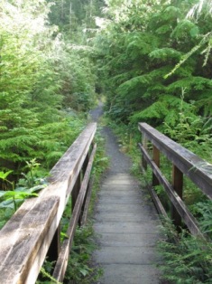 Lush temperate rainforest canopy on the Deer Mountain trail in Ketchikan Alaska