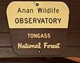 Anan Wildlife Observatory, the perfect place for Bear Viewing in Alaska