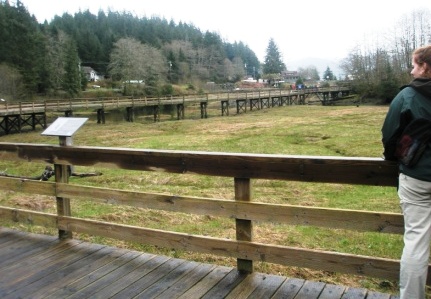 Bear Viewing in Alaska Rainforest Wildlife Sanctuary Tour