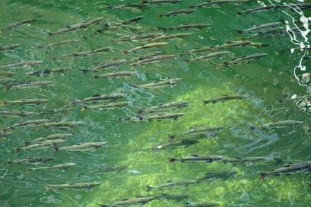 Salmon swimming in Ketchikan Creek in Ketchikan, Alaska