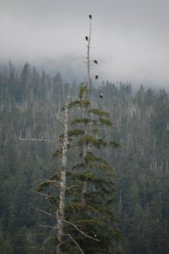 Eagles at Herring Cove in Ketchikan