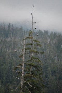 Eagles at Herring Cove in Ketchikan