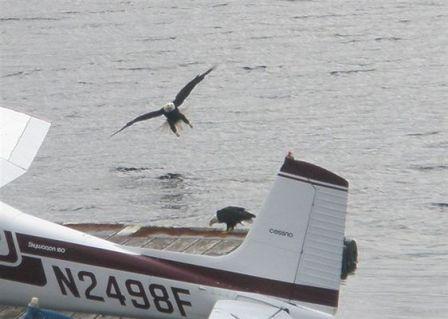 Two eagles - photo taken during the Alaska Hummer Adventures tour in Ketchikan