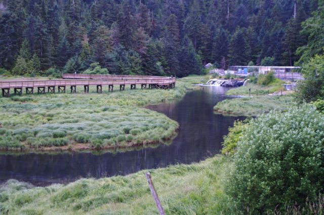 Herring Cove Ketchikan Bear Viewing in Alaska