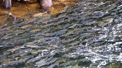 Salmon swimming in Ketchikan Creek