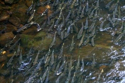 Thousands of Salmon in the creek at Traitors Cove Bear Viewing in Alaska