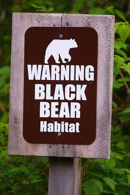 Black Bear Habitat at Neets Bay Bear Viewing in Alaska