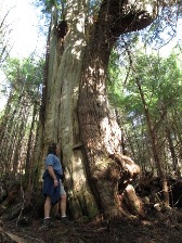 Amazing rainforest trees on the Rainbird Trail in Ketchikan