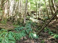 Amazing rainforest views on the Rainbird Trail in Ketchikan