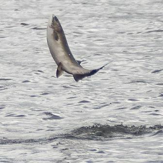 Salmon at Herring Cove in Ketchikan