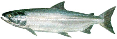 The Chum Salmon is one of the 5 Ketchikan Salmon
