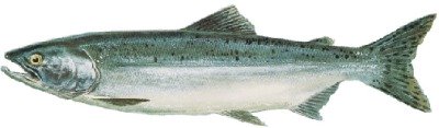 An Ocean Pink Salmon is one of the five salmon species found in Ketchikan Alaska