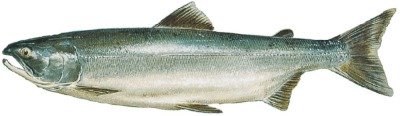 A Sockeye Salmon during the ocean salmon life cycle