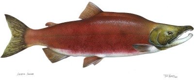 A Sockeye Salmon during the spawning salmon life cycle