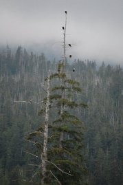 Ziplines in Ketchikan Alaska